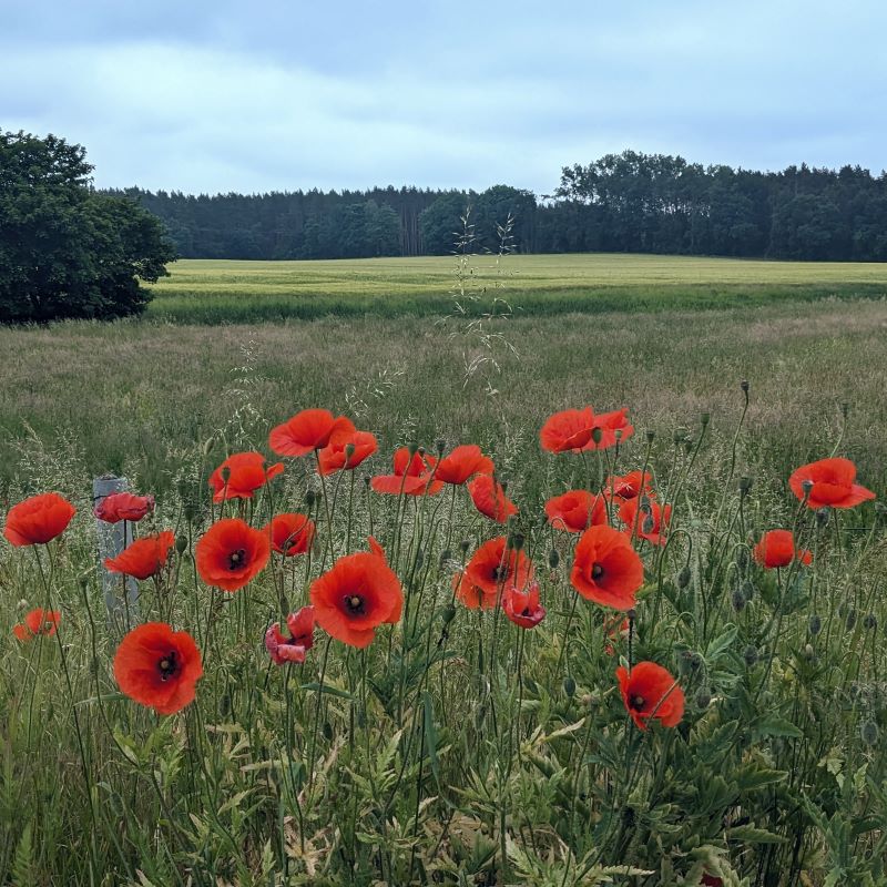 Mohnblüten auf der Tour des TauschHausMobil